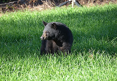SCDNR biologists say the mere presence of a black bear does not necessarily represent a problem. Most bears are just passing through, but if there is an easy meal to be found, they will take advantage of it. Removing any food source that would attract bears will greatly reduce any bear issues in residential areas. (SCDNR photo)