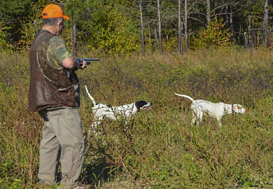 Field training young or inexperienced pointers is an integral part of successful quail hunting. SCDNR photo by David Lucas