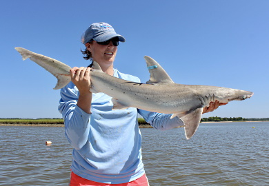 SCDNR biologist Ashley Galloway holds a bonnethead shark caught and tagged in Bull's Bay. (Photo: E. Weeks/SCDNR)