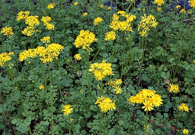 Native butterweed, or Packera glabella (Photo by Will Stuart/Name That Plant)