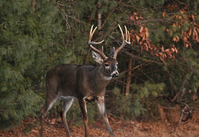 Male White-tailed deer