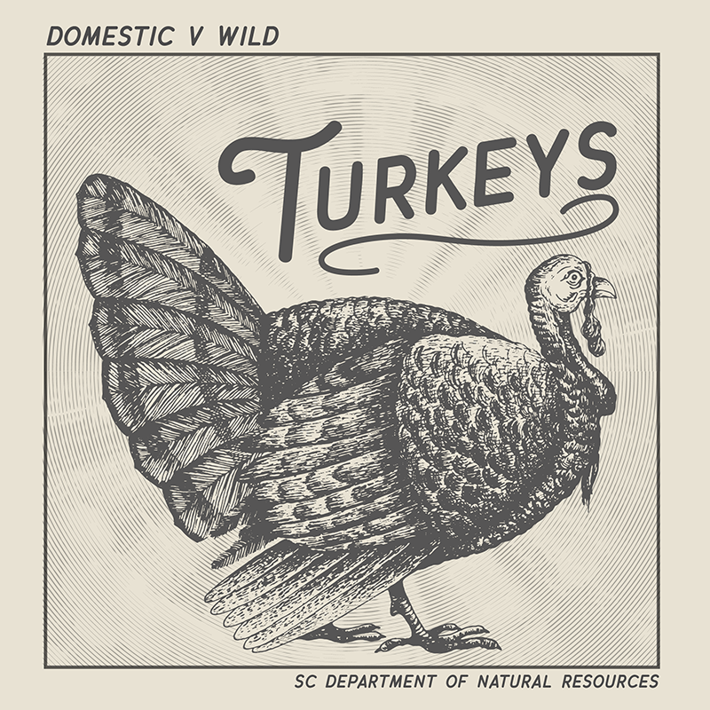 Illustration of Domestic versus Wild Turkeys - SCDNR