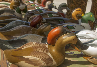 It will soon be time for South Carolina waterfowl hunters to begin 'getting their ducks in a row' for the start of the 2019-2020 seasons. Early teal season begins on September 13, with other seasons to follow throughout the fall and winter.
