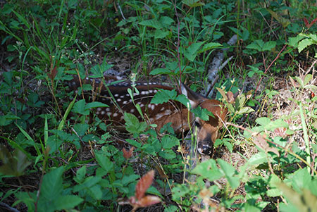 White-tailed deer fawn lying in grass.