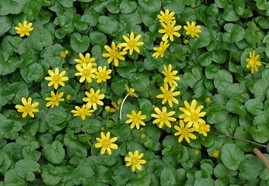 Fig buttercup, or Ficaria verna. (Photo by Department of Plant Industry, Clemson University)