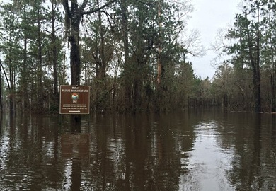 Marsh WMA experiencing moderate flooding (SCDNR photo)