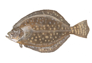 Southern flounder typically weigh 1-2 pounds, with females generally growing larger and living longer than males.