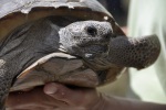 Thirty tortoises were released as part of the study- half of them hatchlings and half of them between the ages of one and two.