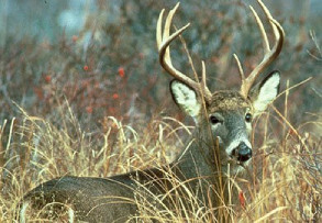 Photograph of Adult deer with antlers