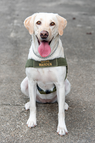 dog with Game Warden harness