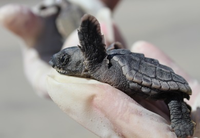 A loggerhead hatchling at Cape Romain National Wildlife Refuge in 2016 (Photo: E. Weeks/SCDNR)