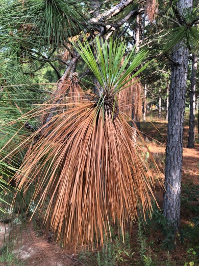Sudden, extreme drought in certain areas of the South Carolina Sandhills and Coastal Plain is causing some longleaf pine trees to shed their needles early this year. (SCDNR photo by Johnny Stowe)
