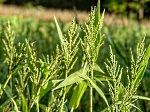Browntop millet can provide quality forage in South Carolina.