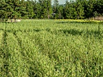 Browntop millet can provide quality forage in South Carolina.