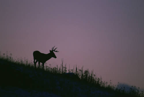 The silhouette of a White-tailed Deer standing on a hillside stands out against a purple sky at dusk. (USFWS)