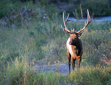 A bull elk stands in a Montana meadow. [photo courtesy USFWS]