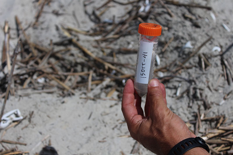 This eggshell will provide a genetic sample allowing researchers to identify the individual female who laid the nest it came from. (Photo: E. Weeks/SCDNR)