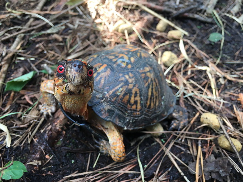 Eastern box turtles are just one of the native turtle species subject to possession limits in South Carolina under new regulations issued by the SCDNR that became effective October 19, 2020. [SCDNR photo by Andrew Grosse]