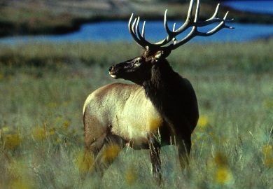 Parts of elk and deer that contain brain or nervous system tissue and were harvested in states where chronic wasting disease (CWD) has been confirmed cannot be legally imported into South Carolina.