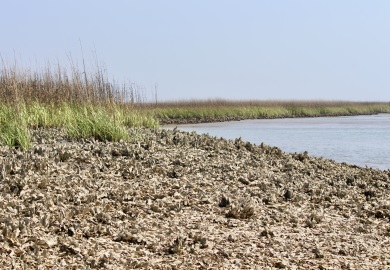 Shellfish grounds like the above oyster bed will close to public harvest on Friday, May 31, 2019. (Photo: E. Weeks/SCDNR)