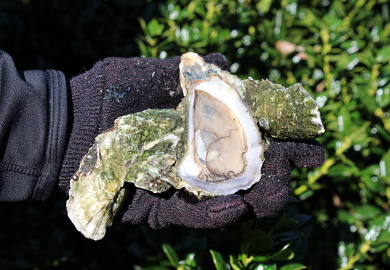 Shellfish season typically runs from October 1 through May 15. This year, the season is opening a few days early. (Photo: E. Weeks/SCDNR)