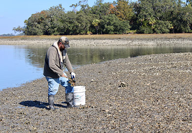 SCDNR biologist Lee Taylor culls a cluster in place, breaking off the smaller oysters in the cluster so they have a chance to grow. (Photo: E. Weeks/SCDNR)