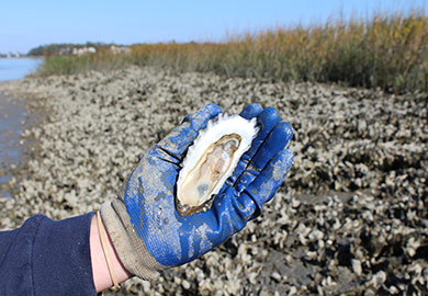 Shellfish season typically runs from October to May in South Carolina. (Photo: E. Weeks/SCDNR)