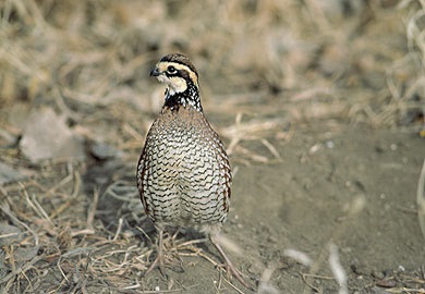 More quail were heard calling this year than any year since 2012.