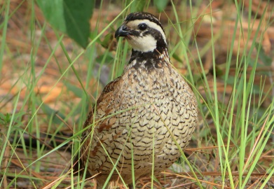 Improving habitat for the Prince of Gamebirds will be the topic of the annual Quail Management Seminar March 7-8 at the James W. Webb Wildlife Center and Management Area in Hampton County. (SCDNR photo by Michael Small)