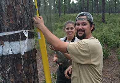 SCDNR and USFS translocated pair of red-cockaded woodpeckers (SCDNR photo)