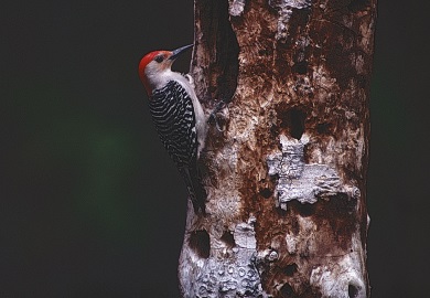 Snags provide secure homes for many kinds of animals and a virtual smorgasbord of insect food. Downy, hairy, red-bellied, pileated and red-headed woodpeckers all feed heavily on wood-boring larvae of beetles and other insects and invertebrates found in snags. (SCDNR photo by Phillip Jones)