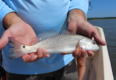 Young red drum, like this one caught during an SCDNR shark survey, have not been plentiful over the last decade. (Photo: E. Weeks/SCDNR)