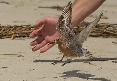 Every red knot caught by SCDNR researchers, including this bird released in 2017, sports a set of tags that will allow it to be identified if re-sighted anywhere else in the hemisphere. (Photo: Ed Konrad)
