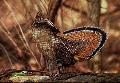 To get a better understanding of where ruffed grouse are found in South Carolina, SCDNR is asking outdoor enthusiasts to download a free app that will let them document grouse that they see or hear. (Male grouse photo courtesy of Ruffed Grouse Society)