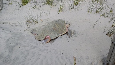 Day-nesting sea turtles are unusual enough -- but then volunteers discovered this was a rare Kemp's ridley sea turtle (Photo: Amber Kuehn)