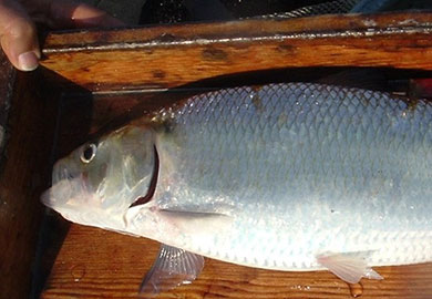 Photograph of American Shad.