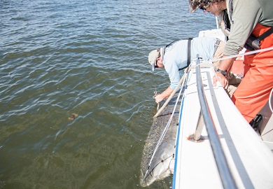 SCDNR biologist Bryan Frazier affixes the satellite tag to Harry-Etta's dorsal fin as College of Charleston's Gorka Sancho keeps the shark secured. (Photo: Taylor Main/SCDNR)