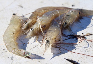 White shrimp are one of three commercially important shrimp species in South Carolina, along with brown shrimp and pink shrimp. (Photo: E. Weeks/SCDNR)