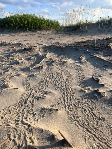 sea turtle tracks in the sand