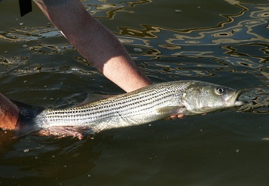 Anglers are encouraged to practice the best catch-and-release methods to minimize stress when releasing undersized striped bass, particularly when water temperatures remain above 70 degrees. Fish should be handled with wet hands and returned to the water as quickly and gently as possible. SCDNR photo