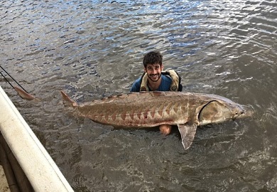 SCDNR freshwater fisheries biologist, Mark D'Ercole, with an Atlantic Sturgeon caught in the Great Pee Dee River for research activities within the guidelines of the National Marine Fisheries Service Biological Opinion #2206-030.