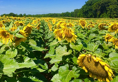 Sunflowers at SCDNR's Draper Wildlife Management Area in York County are putting on a floral display for the next week, and visitors are encouraged to come by and have a look. (Photo(s) by Pat Miller)