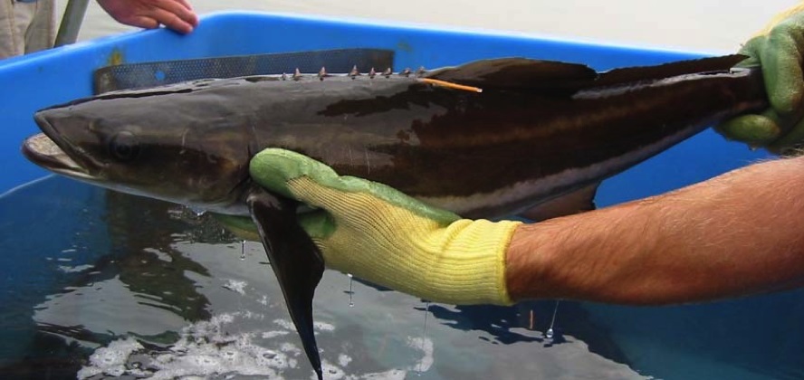 Cobia grow to be large, dark brown or gray fish with white undersides that somewhat resemble sharks (Photo: Al Stokes/SCDNR)