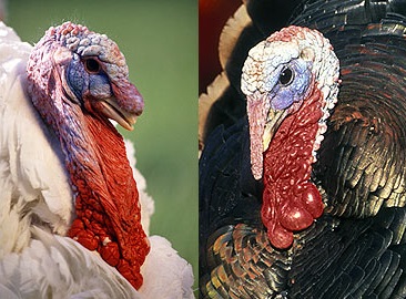 Domestic turkey (right) and wild turkey (left)