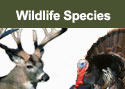 Wildlife Species Information