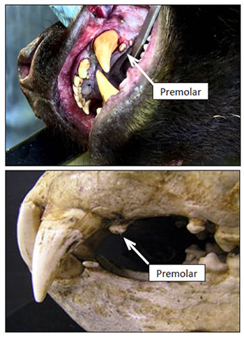 black bear teeth