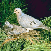 Mourning Doves -  Game Birds