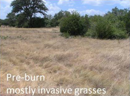 Pre-burn: Mostly Invasive Grasses