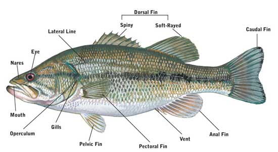 What Is A Fish, All About Fish