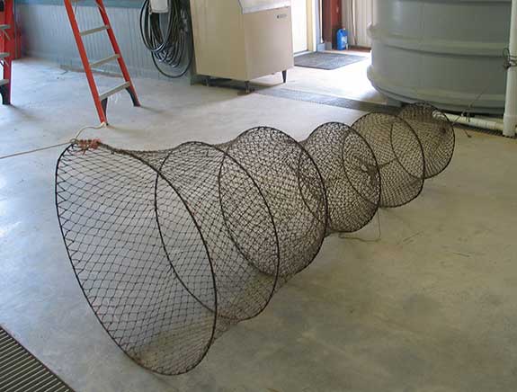 How to set wire nets for catfish 